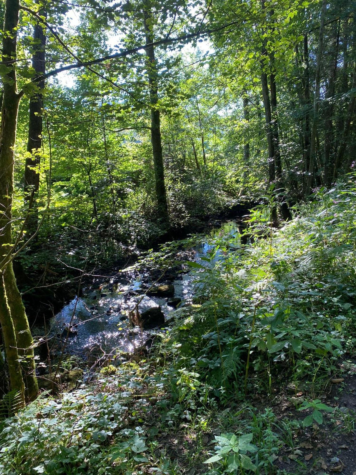 Ferienhaus Vulkaneifel Abtei Himmerod Grosslittgen Bagian luar foto