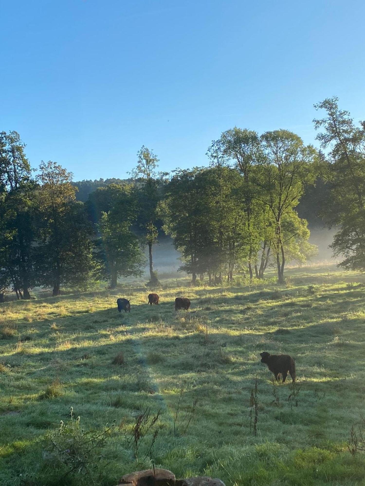 Ferienhaus Vulkaneifel Abtei Himmerod Grosslittgen Bagian luar foto